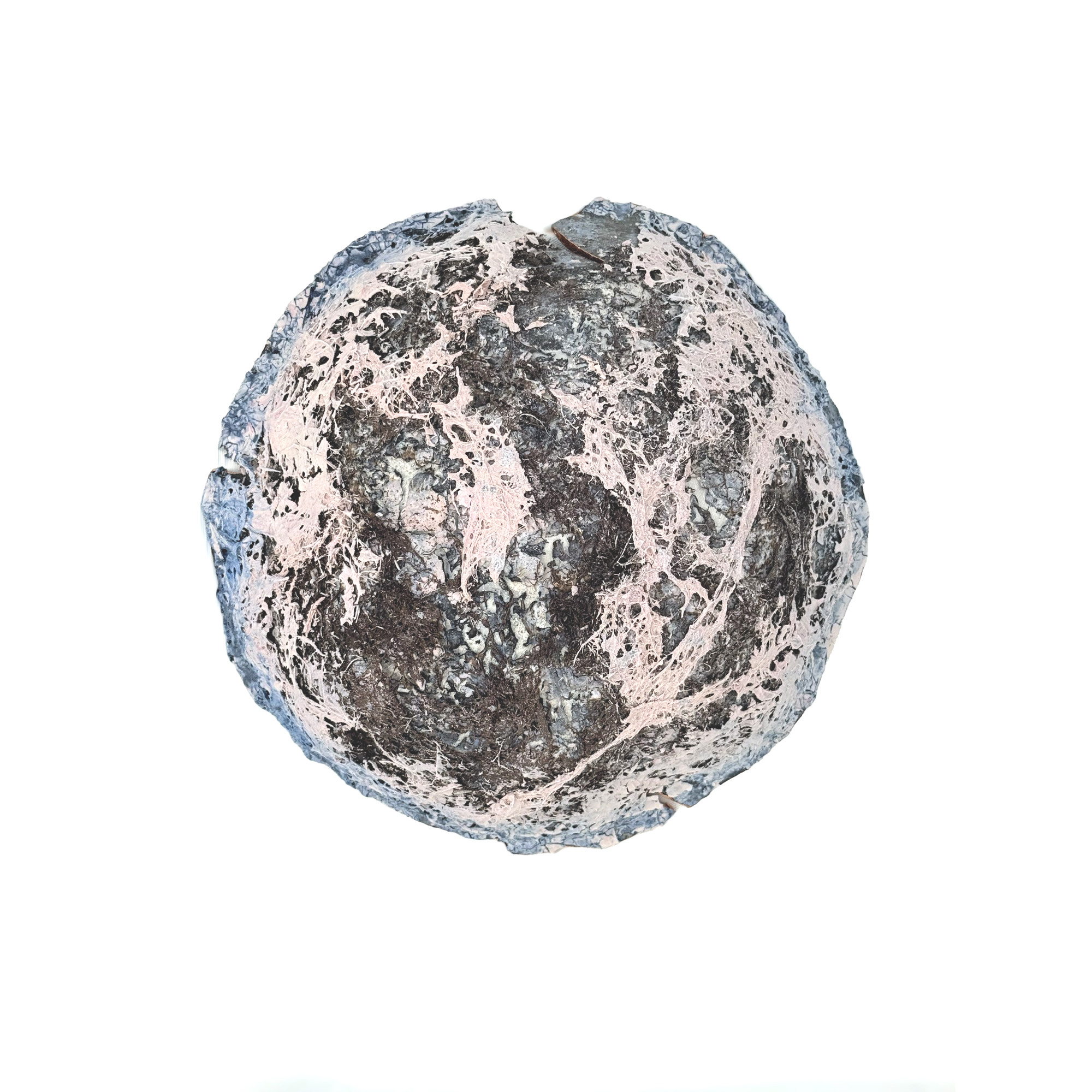 Pleiad (One of Many) — a round encrusted disc, pale pink webbing over dark grey, with a fragment broken away